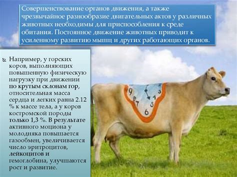 Процесс создания плавного движения животного