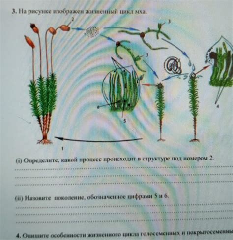 Процесс хранения мха
