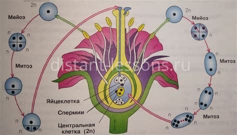 Процесс цветения домашних растений под землей