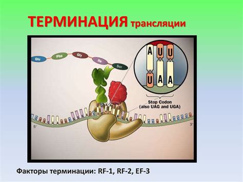Проявление генетической информации