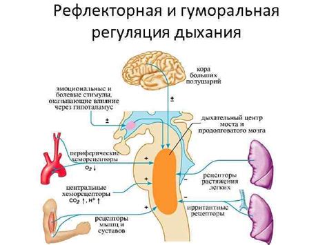 Психологические факторы и их влияние на дыхание