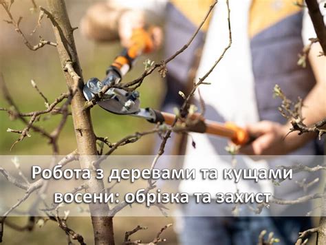 Работа над шагами и деревьями вокруг дома