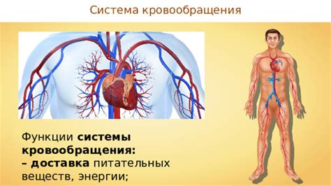 Работа системы кровообращения