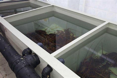 Разведение нипы в домашних условиях