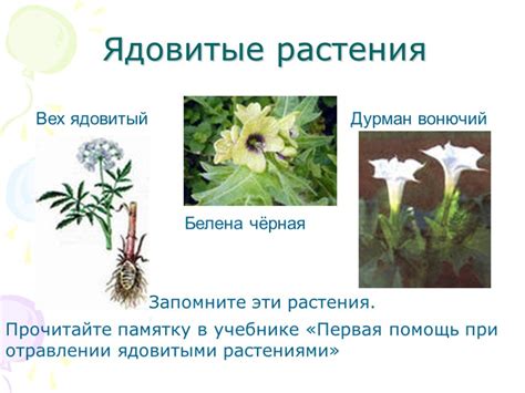 Развитие бактерий, которые выделяют агрессивные вещества