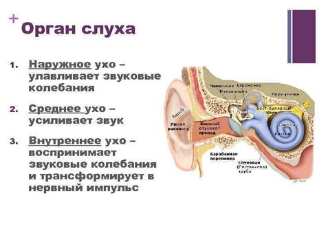 Развитие зрения и слуха