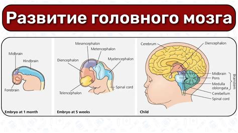 Развитие мозга в дошкольном возрасте
