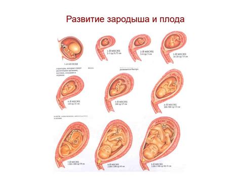 Развитие патологий у плода