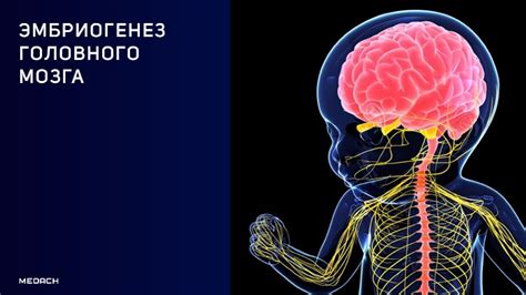 Развитие патологических состояний мозга