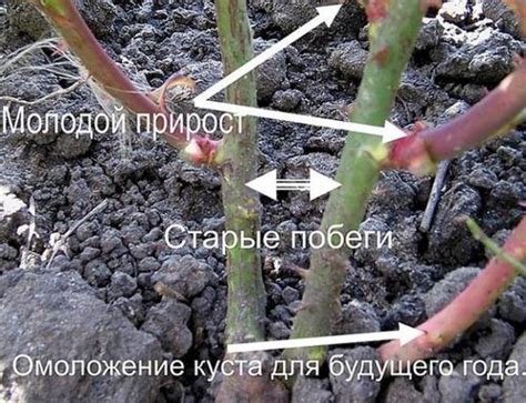 Разделение куста розы с использованием острой лопаты