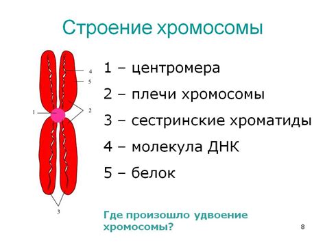 Раздел 1: Миф о том, что Y-хромосома отсутствует у женщин