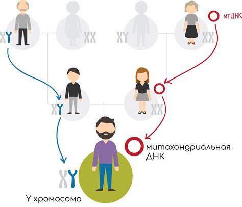 Раздел 2: Научное опровержение мифа о Y-хромосоме у женщин
