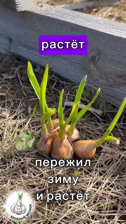 Раздел 3: Первый миф - чеснок разделился на дольки в процессе выращивания
