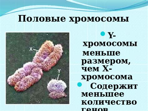 Раздел 3: Роль Y-хромосомы в развитии эмбрионального пола