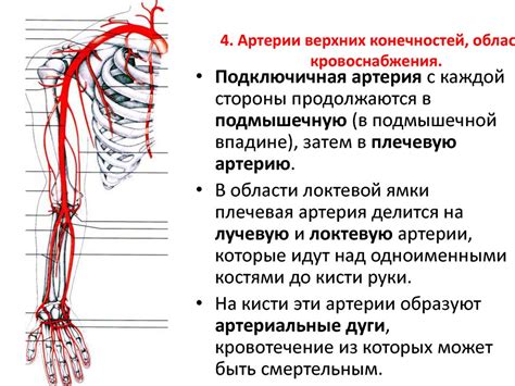Раздел 4: Создание конечностей