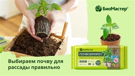 Раздел 4: Что нужно для проверки всходов огурцов