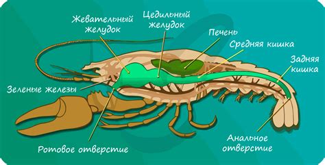 Различия скорпионов и ракообразных