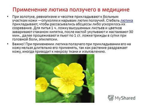Различные виды лютика ползучего на газоне и их особенности