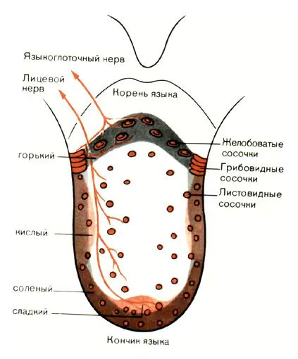 Различные вкусовые профили семечек