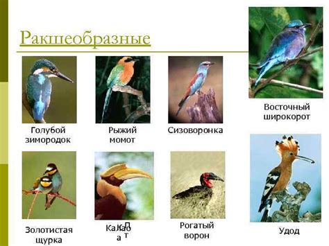 Размеры птиц: определение, классификация и особенности