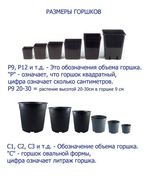 Размер горшка и выбор почвы