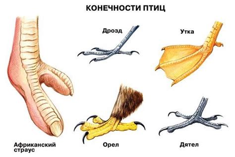 Размер и форма птичьих ног и когтей