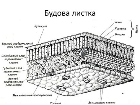 Разметка клеточного листа
