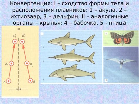 Разметка тела и плавников