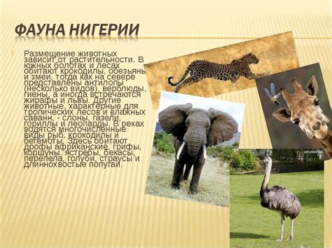 Размещение растительности и животных