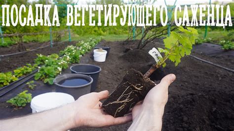 Размещение саженцев в грядке