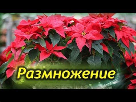 Размножение Рождественской звезды