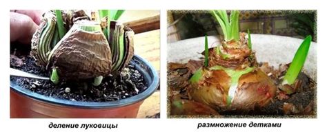 Размножение гиппеаструма