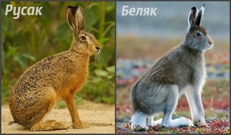 Размножение зайца беляка и зайца русака