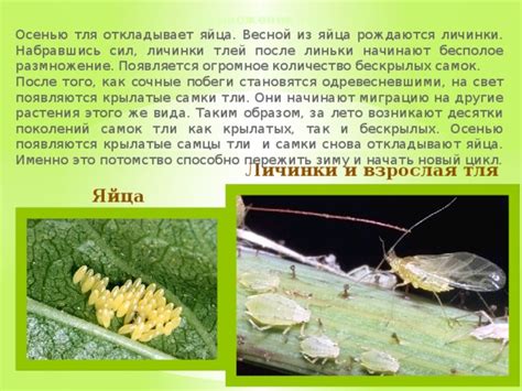 Размножение и личинки