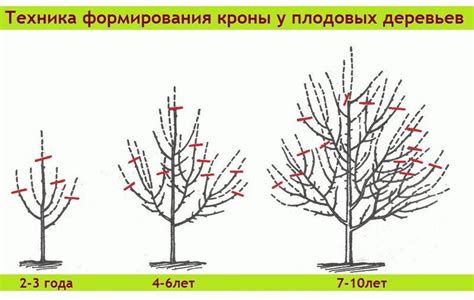 Размножение и обрезка