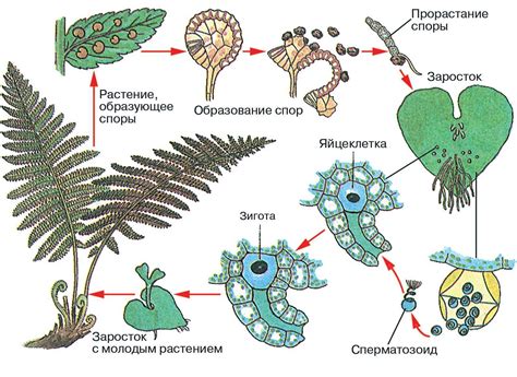 Размножение папоротника