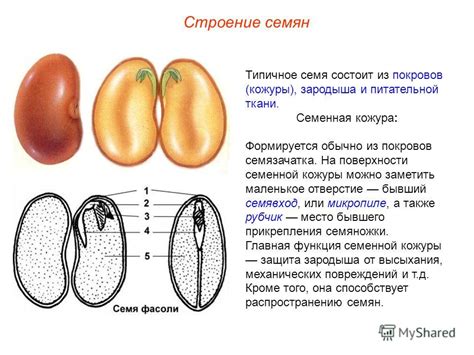 Размолотая кожура и семена