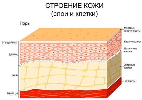 Разная структура кожи