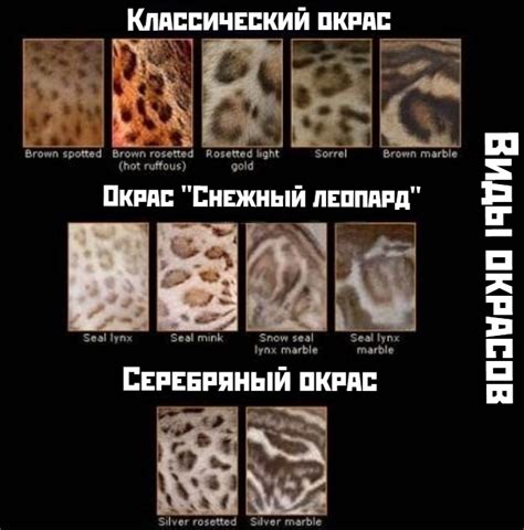 Разновидности окрасов и шерсти