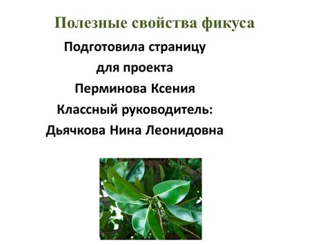 Разнообразные свойства фикуса, их полезность для организма