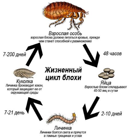 Разрушение участка с большим скоплением земляных блох