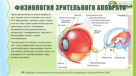 Раннее формирование зрительного аппарата