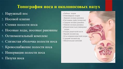 Расположение глаз и носа