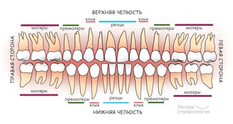 Расположение и форма зубов