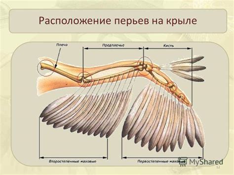 Расположение перьев