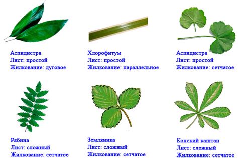Расположение растений и декоративных элементов