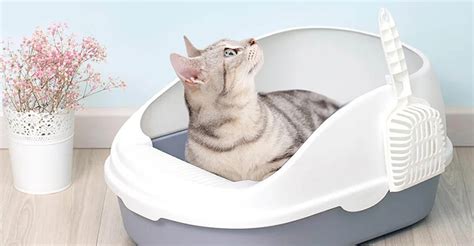 Расположите лотки для кошки