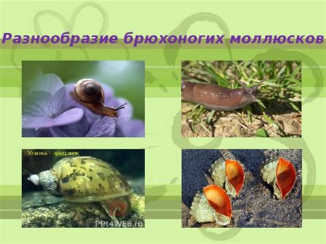 Распространение и разнообразие брюхоногих моллюсков