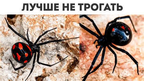 Распространение опасных пауков в России
