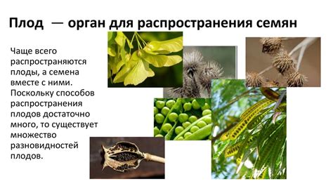 Распространение сочных плодов кустарников в природе